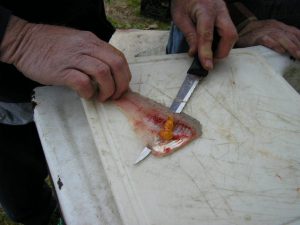 cleaning fish